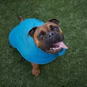 Adventure Coat W/Harness Hatch, Blue Medium