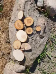 Wooden Log Discs #16 Wood Slices 2-11cm Round Wedding Coasters Saw cuts for DIY