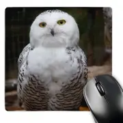 3dRose, Pretty White Snowy Owl- Birds- Animals, Mouse Pad