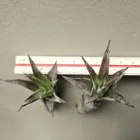 在飛比找蝦皮購物優惠-愛結 空氣鳳梨 Tillandsia Love Knot (