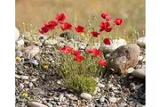 POPPY 'Flanders Red' seeds