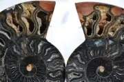 9363 RARE 1in100 BLACK Ammonite PAIR Deep Crystals 110myo FOSSIL LRG 117mm 4.6"