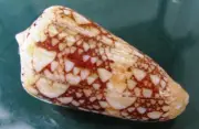 Conus Ammiralis 78 mm F+++ "very nice JUMBO size BIGGEST on EBAY "