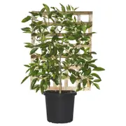 300mm Tahitian Lime Espalier - Citrus latifolia