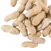 Hampton Farms Roasted Salted In-Shell Peanuts 25 lb. WS-113PNUT20130