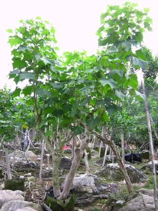 阿木園藝 奇型庭園樹 山芙蓉 千面美人 拒霜花 醉芙蓉 千面女娘 木芙蓉  重瓣 種植於美植袋適合夏天移植