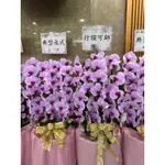 【粉色蘭花】II 喪儀蝴蝶蘭、蘭花、高架花籃、蓮花塔、、盆栽、盆景、觀葉植物