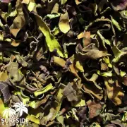 Blue Lotus | Leaf | Nymphaea Nouchali | Surfside Naturals