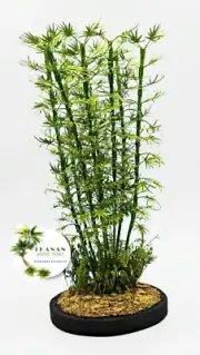 JUNGLE BAMBOO TREES SET 1/35 SCALE (8 TREES/1 SET). TPV-119 BASE NOT INCLUDE.