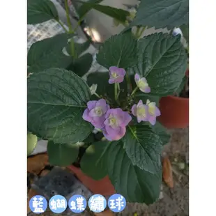藍蝴蝶繡球花3吋苗（出貨不一定有花，下單前先詢問）