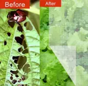 Agfabric Insect Netting Garden Netting against Bugs Birds & Squirrels White