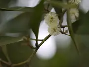 Buy Black Wattle Plants - Acacia melanoxylon
