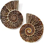 KALIFANO Extinct Natural Ammonite Shell Pair Fossil Stone - Madagascar by Alexander Kalifano