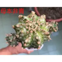 在飛比找蝦皮購物優惠-緋牡丹側芽 白斑變異