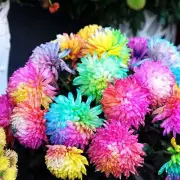 100 Rainbow Chrysanthemum Flower Seeds Garden Flowers