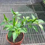 G01朝天椒［5寸DIY套件 ］（DIY) 自己動手種植，朝天椒苗+ 5吋盆+ 種植土