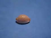 Cypraea (Staphylaea) limacina f. clarissa Lorenz, 1989 (14.6mm)
