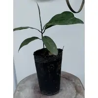 在飛比找蝦皮購物優惠-【奮起湖農場】蘭嶼肉荳蔻苗1株200元 6吋盆 台灣肉豆蔻、