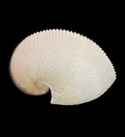 Sea shells Argonauta argo 187.1mm. Aquarium Decoration Products
