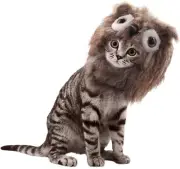 Dog Or Cat Funny Owl Hat Halloween Costume