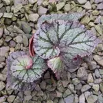 BEGONIA COMTESSE LOUISE ERDODY