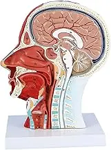 Life Size Anatomical Head Model Skull,Half Human Head Superficial Neurovascular Model with Musculature, and Brain for Medical Teaching Learning
