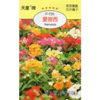 在飛比找蝦皮購物優惠-【萌田種子~花卉種子】Y85 愛密西 Nemesia~穗耕種