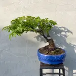 《野趣小品盆栽》日本🇯🇵山槭（鹿島八房）