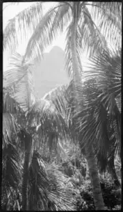 Lord Howe Island Palm trees, Lord Howe Island, 1 - Old Photo 6