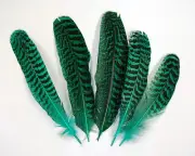 5 Pcs PEACOCK QUILLS 6"-10" Dyed KELLY GREEN Feathers; Costume/Bridal/Halloween