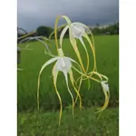 BRASSAVOLA CUCULLATA白拉索金煙火／開黃花機率比較高／夜晚會香