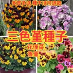 【三色堇種子】🌼三色堇種子 花僅菜/香堇/三色堇 四季易種植 陽台室內盆栽 蝴蝶花種子