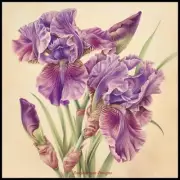 Mauve Irises - DIY Chart Counted Cross Stitch Patterns Needlework DMC Color