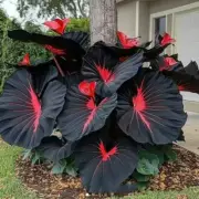 100 Seeds Blue Caladium Flowers Seeds Dwarf Elephant Ear Ornamental Plants