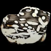 Polished Peanut Wood (Petrified Teredo Wood), Cretaceous Age, Australia, 587G