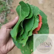 1 Kg Dried Croton Laccifer Leaves Natural Croton Aromaticus Leaf Herb Organic