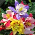 AQUILEGIA COLUMBINE GIANT MIX 500 SEEDS