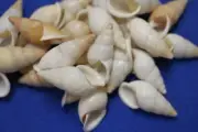 1st Quality Land Snail Shells, White Tan Colors, 1 1/2 to 2 inch, SS-109