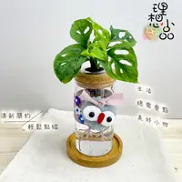 在飛比找蝦皮購物優惠-【理想小品】窗孔龜背竹【現貨】龜背芋 水耕盆栽 玻璃圓柱瓶 