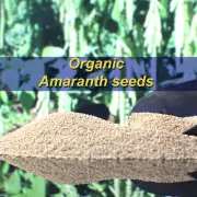 Amaranth Grain ORGANIC Seed SUPERFOOD GLUTEN FREE Lower Cholesterol WEIGHT LOSS