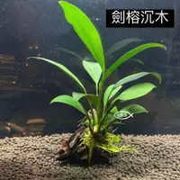 在飛比找蝦皮購物優惠-水草 真水草 陰性草 真水草 水族造景 裝飾 造景裝飾 盆草