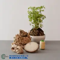 在飛比找蝦皮購物優惠-【政伸建材】水苔球DIY材料包-不含植物(內附發票)