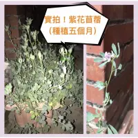 在飛比找蝦皮購物優惠-Moni青青草原🌱苜蓿 種子 牧草 芽菜 龜 兔 鼠 苜蓿草