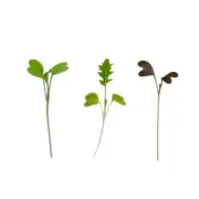 Micropod Seedmat Mix Pack 1 - 12 Seed Mats | Mizuna | Rocket | Red Mustard