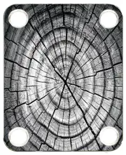 Neckplate fit Graphic Electric Guitar Color PJ Bass Strat Tele Dried Tree Rings