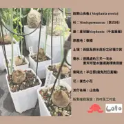 圓葉山烏龜 塊根 #穩根 #已甦醒 #可聊聊拍照挑選 #多肉植物 #加購介質、透氣盆享優惠