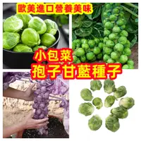 在飛比找蝦皮購物優惠-【甘藍種子大全】孢子甘藍種子 羽衣甘藍 四季蔬菜抱子甘藍小頭