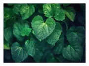 Love Leaves Canvas Print