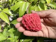 Erdon Lee Lychee Fruit Trees - Litchi chinensis