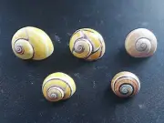#S Nice mix of 5 different attractive shade/color Caribbean Cu land snail shells